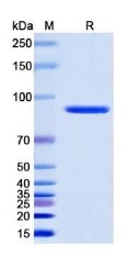 SDS-PAGE STAT5A-6364H.jpg